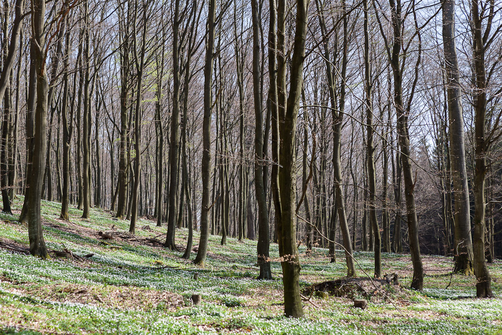 Spring finally arrives to Sweden