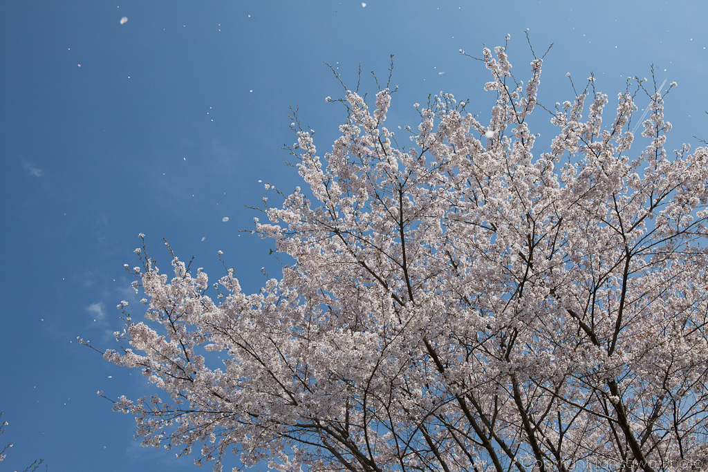 Sakura blossom in Tokyo 2012