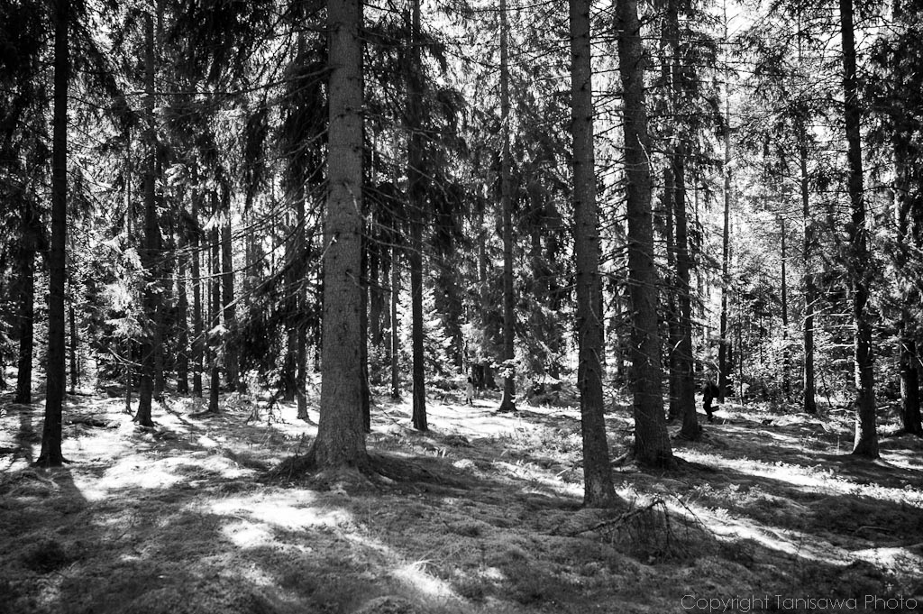 The woods near Täby