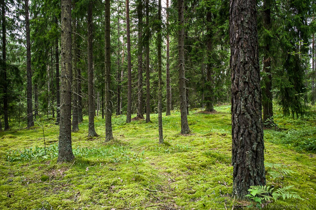The woods near Täby