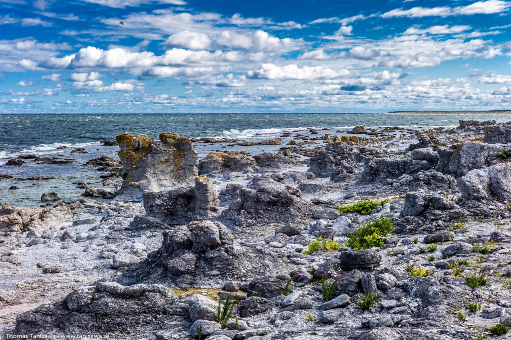 raukar fårö