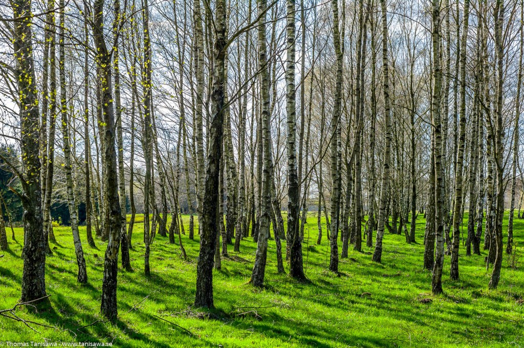 birches in skåne