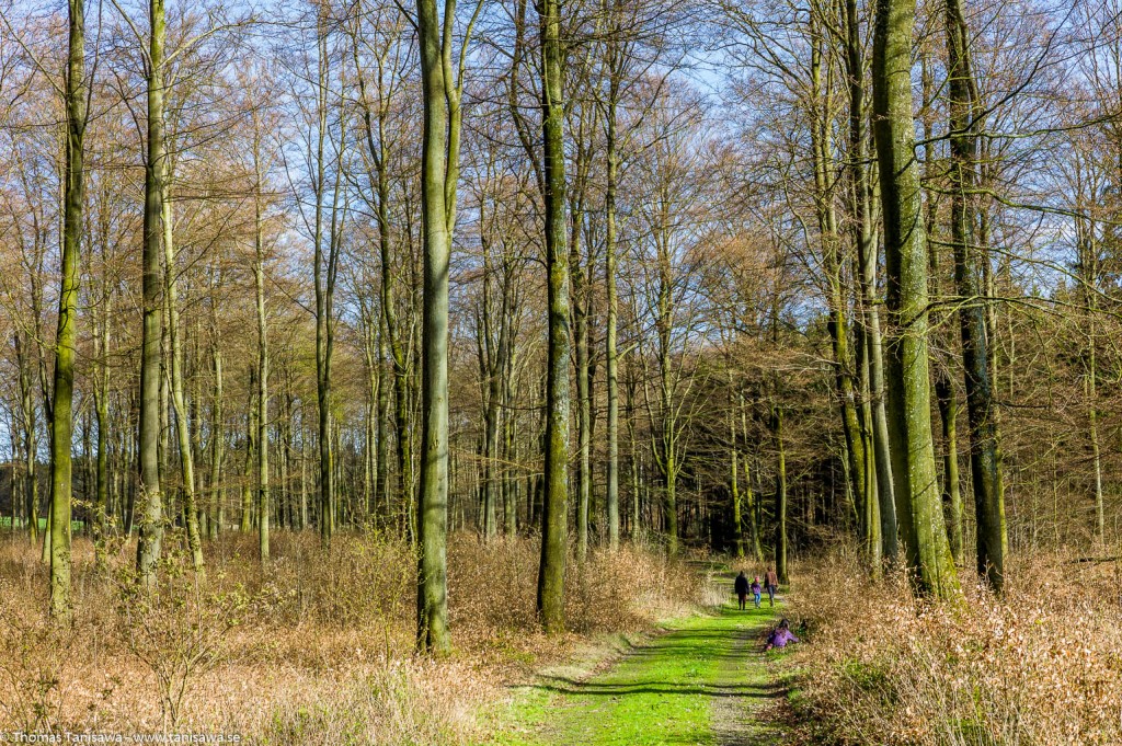 bokskog skåne