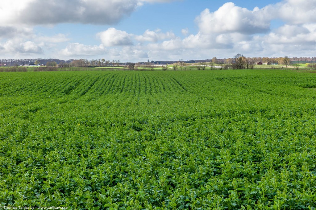 tolånga farm green field