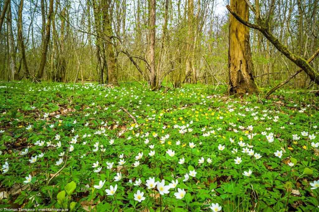 wood anemone