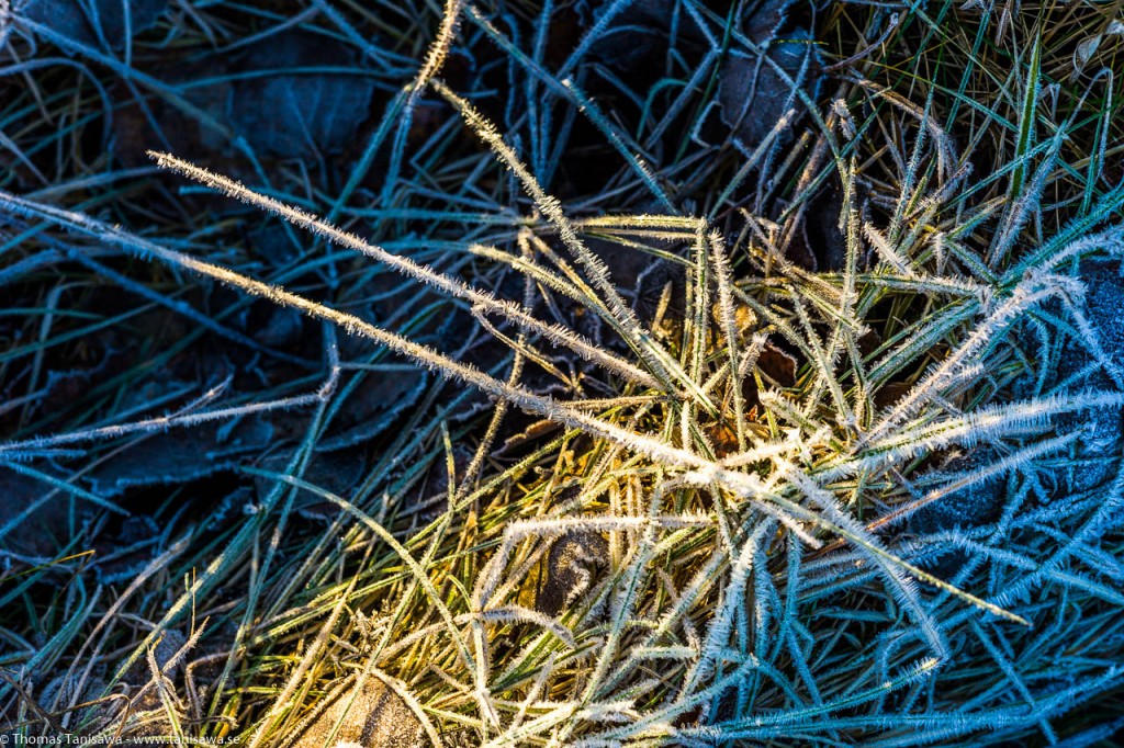 snow crystals on the grass