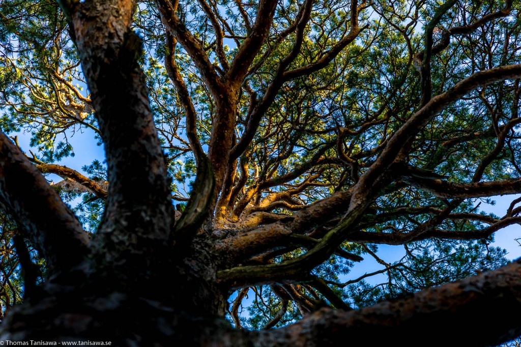 sun on the highest trees