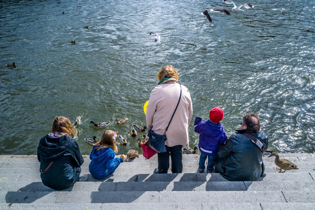 feeding ducks