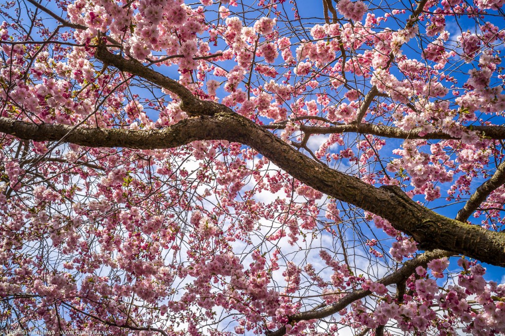 sakura blossom stockholm