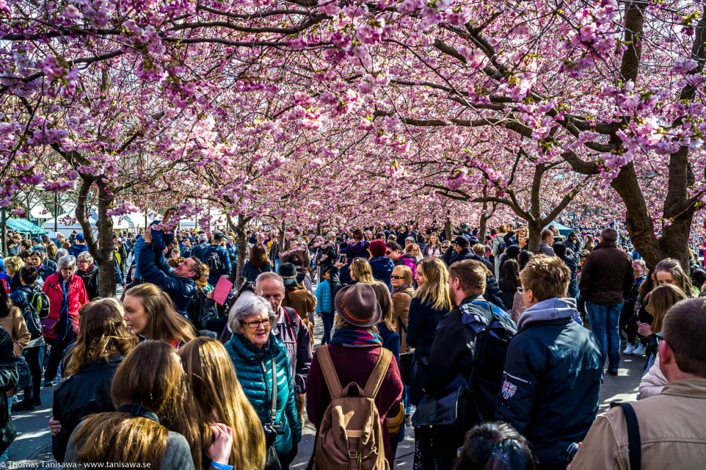 sakura blossom stockholm crowdet