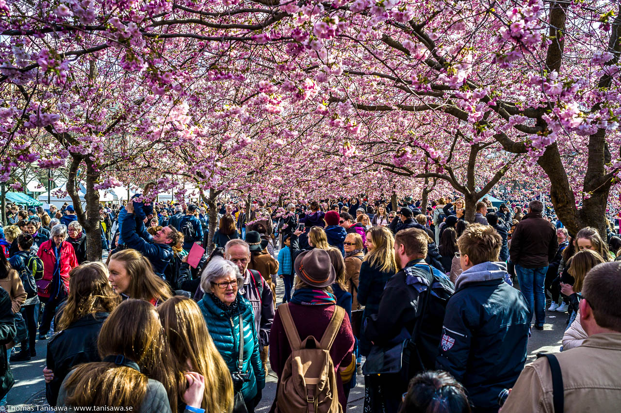 Cherry blossom in Stockholm