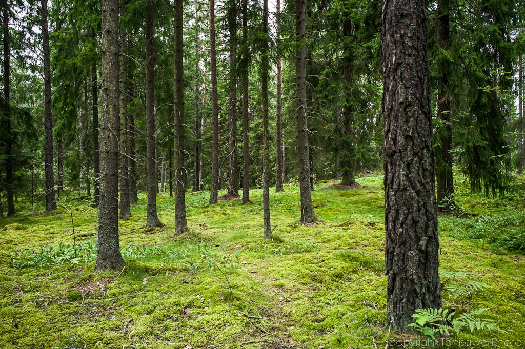 Hunting mushrooms